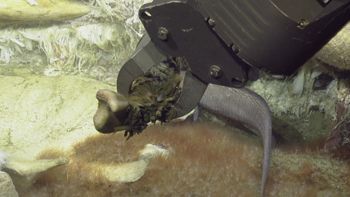 Media type: image;   Invertebrate Zoology 153118 Description: live specimen;